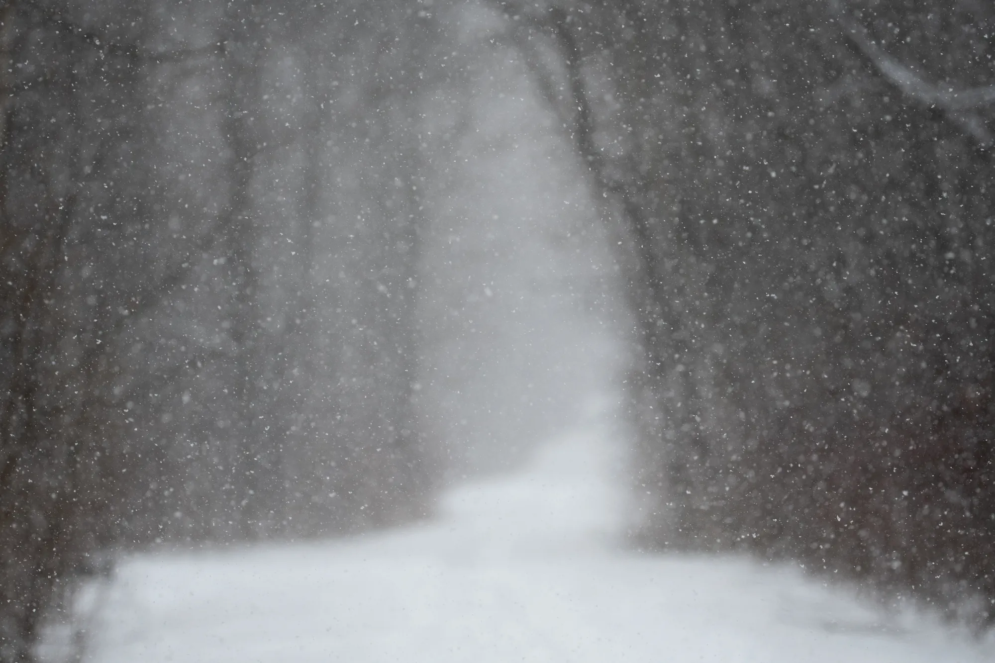Snowfall, North Woods. 2019.